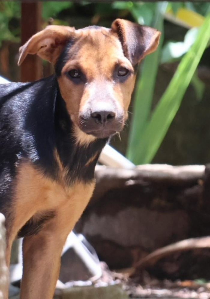 Domingo tem evento de adoção de animais
