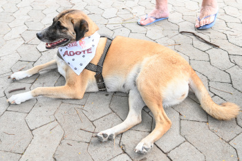 Feira de Adoção de Cães na Praça Nilze Mendes