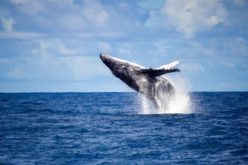 Foto para a matéria da temporada baleia jubarte 2023