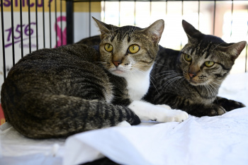Evento de adoção de cães e gatos na Praia da Guarderia