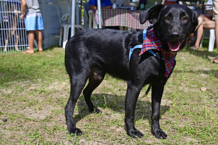 Evento de adoção de cães e gatos na Praia da Guarderia