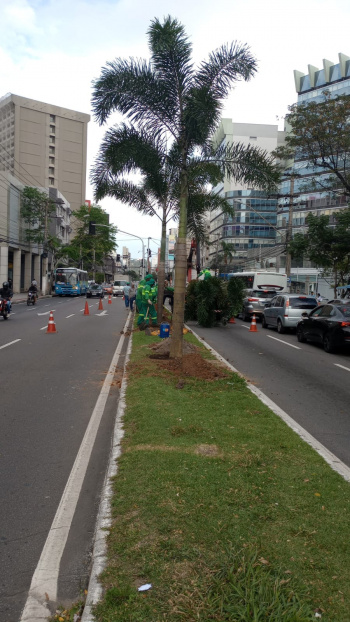 Avenida Reta da Penha ganha arborização com o plantio de 48 palmeiras