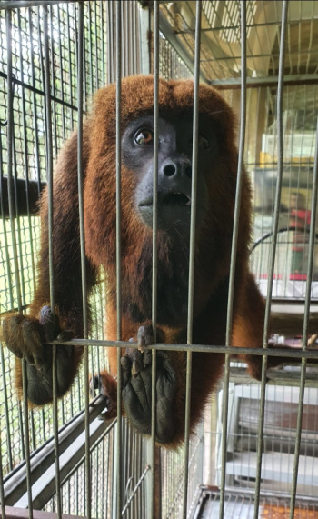 Macaco bugio é resgatado na Ilha das Caieiras