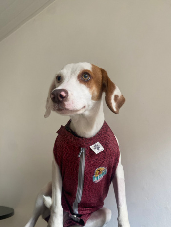 Cachorrinha resgatada da matilha e adotada