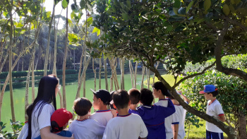 Estudantes preparam jardim para abelhas polinizarem e produzirem mel