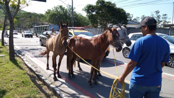 Três cavalos são resgatados na Rodovia Serafim Derenzi nesta tarde