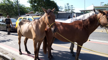 Três cavalos são resgatados na Rodovia Serafim Derenzi nesta tarde