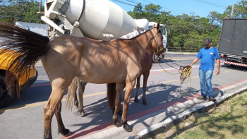 Três cavalos são resgatados na Rodovia Serafim Derenzi nesta tarde