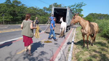 Três cavalos são resgatados na Rodovia Serafim Derenzi nesta tarde