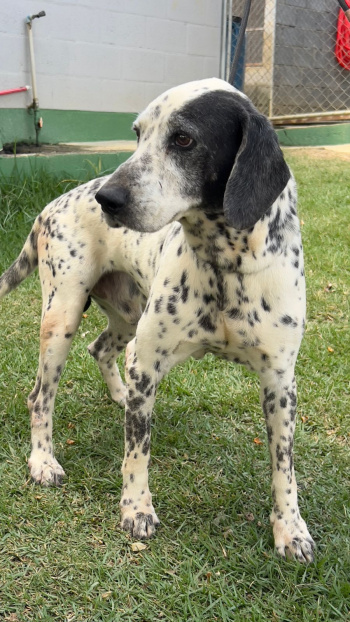 PataVix: Pets resgatados recebem cuidados para adoção em novo lar