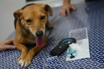 Micro Chip implantado nos animais em Vitória