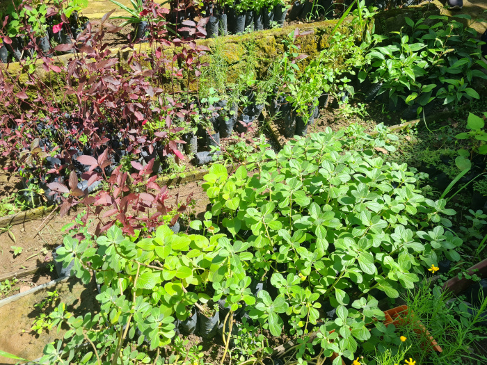 Atividades físicas no Viveiro de Plantas Medicinais do Parque Tabuazeiro