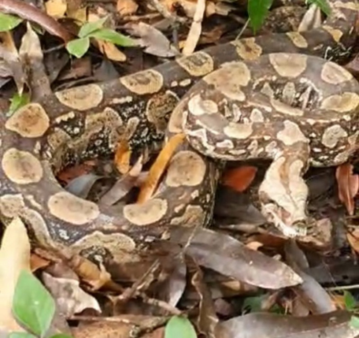 Resgate de jiboia e reinserção na natureza