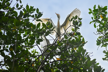 Garças em Vitória