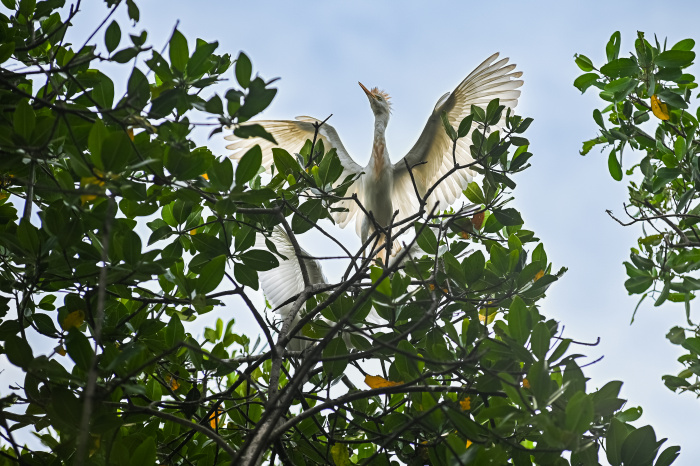 Garças em Vitória