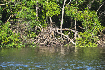 Manguezal da Baía de Vitória e Ilha do Lameirão