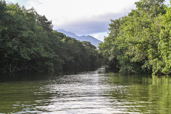 Manguezal da Baía de Vitória - Canal dos Escravos