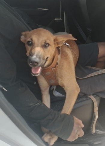 Cachorro é socorrido pela Guarda de Vitória após ser atropelado por caminhonete