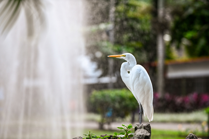 Garça no Parque Moscoso