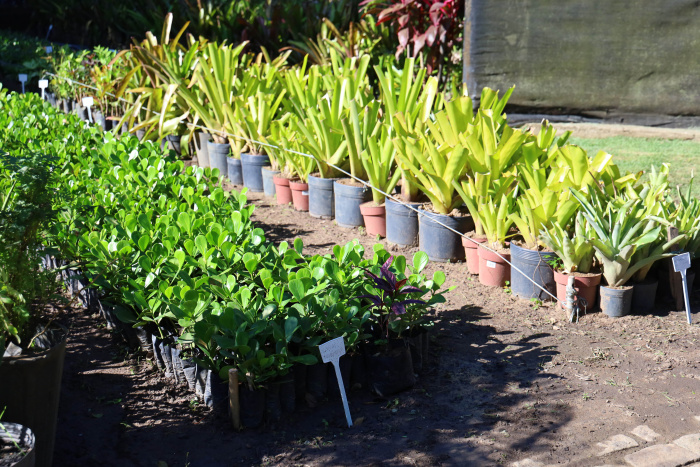 Entrega da reforma do Viveiro de mudas e Formatura dos Guariões Mirins