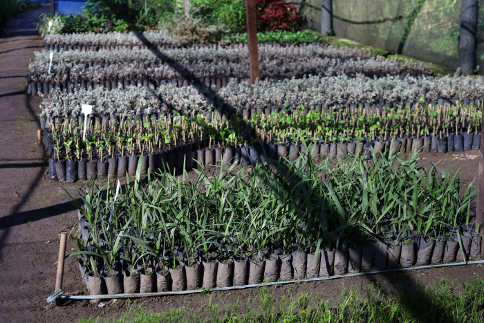 Entrega da reforma do Viveiro de mudas e Formatura dos Guariões Mirins