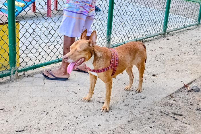 Pet Park na Praça Getúlio Vargas